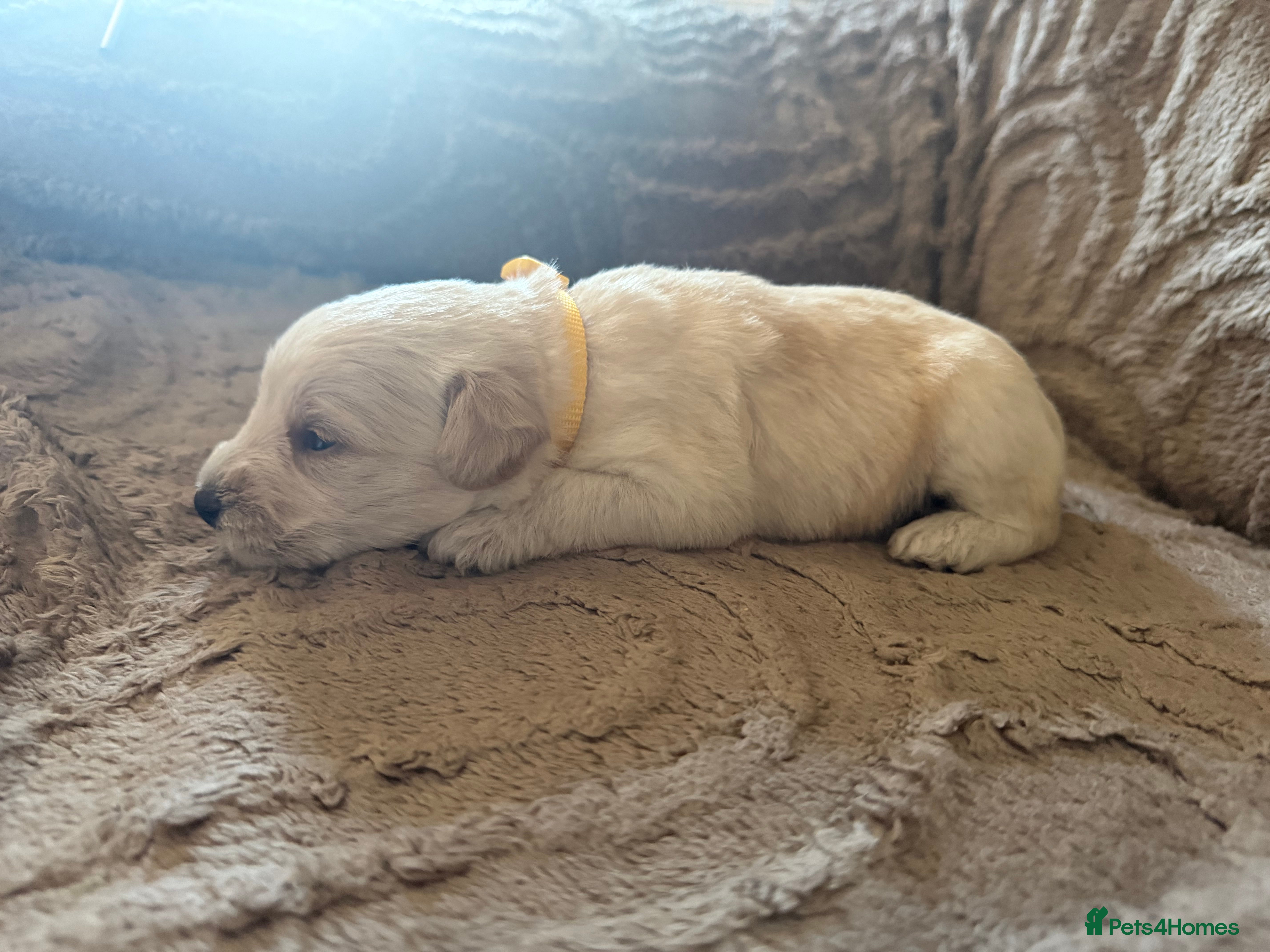 Schnoodle dogs Beautiful F1 Schnoodle Puppies - Advert 2