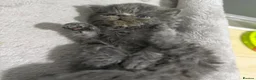 Persian cats for sale: Solid blue Persian kitten  - Advert 5