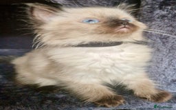 Ragdoll cats for sale:  FIFe Registered Ragdoll Kittens Champion Line - Image 9