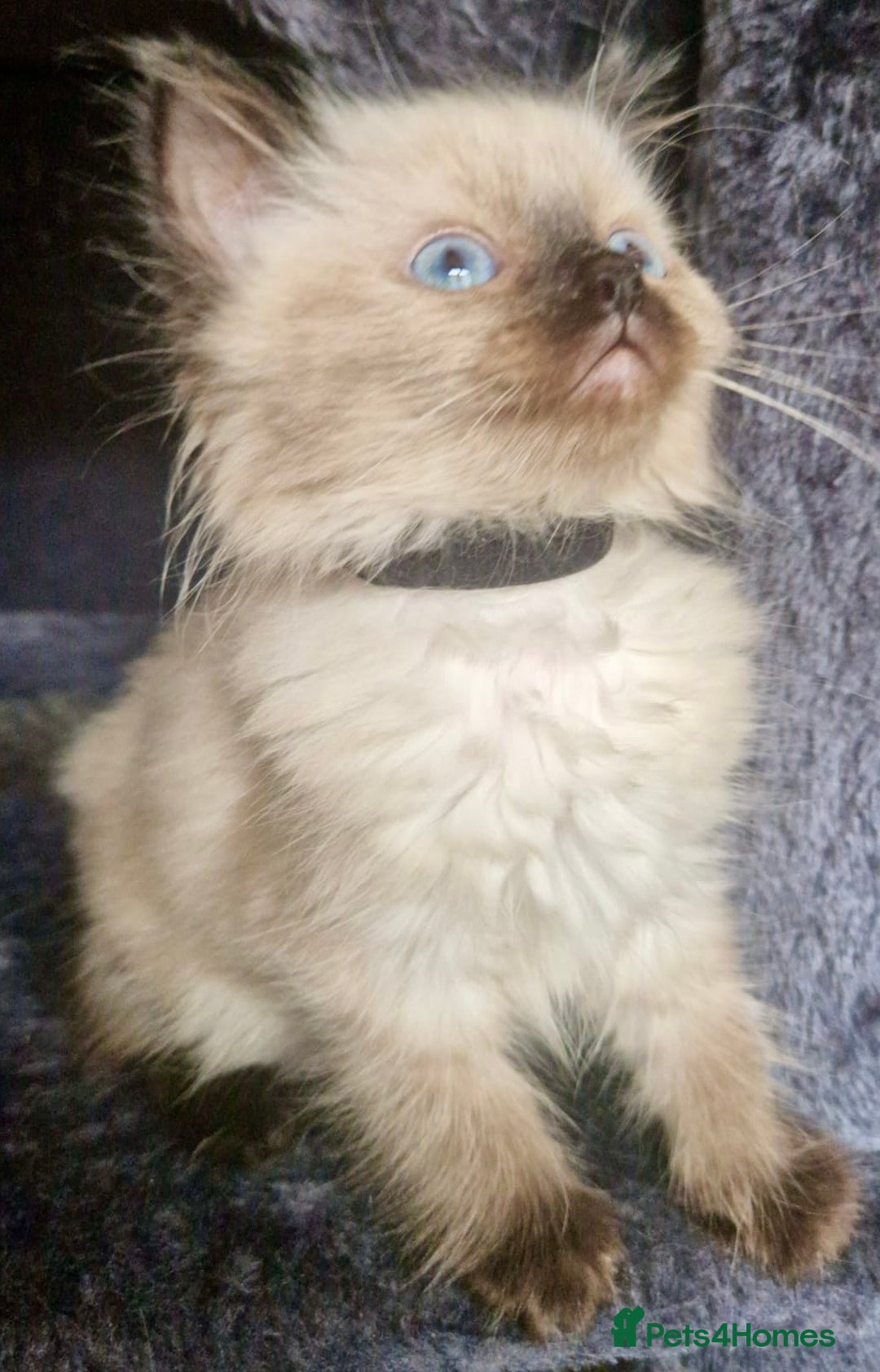 Ragdoll cats for sale:  FIFe Registered Ragdoll Kittens Champion Line - Image 9