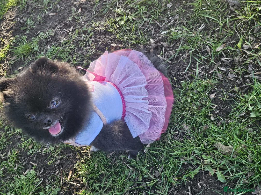 Pomeranian dogs for sale: Xx **   **  pomeranian puppy  in Doncaster - Advert 20