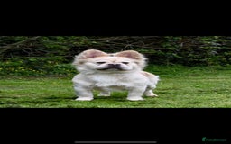 French Bulldog dogs for sale: French bulldog fluffy pink carriers in Dagenham - Image 3