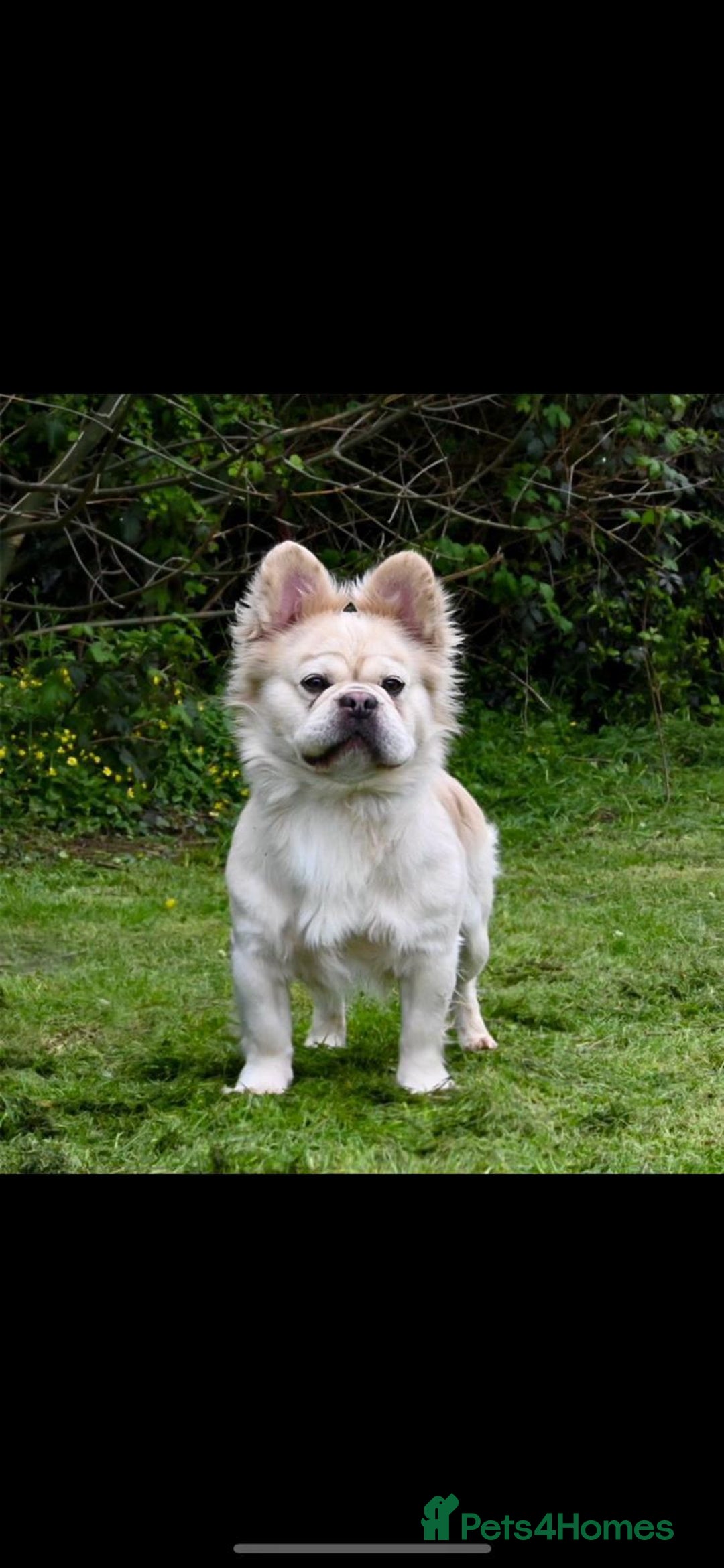 French Bulldog dogs for sale: French bulldog fluffy pink carriers in Dagenham - Image 3