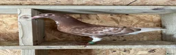 Pigeons birds for sale: 8 Chocolate Meuleman's - Advert 1