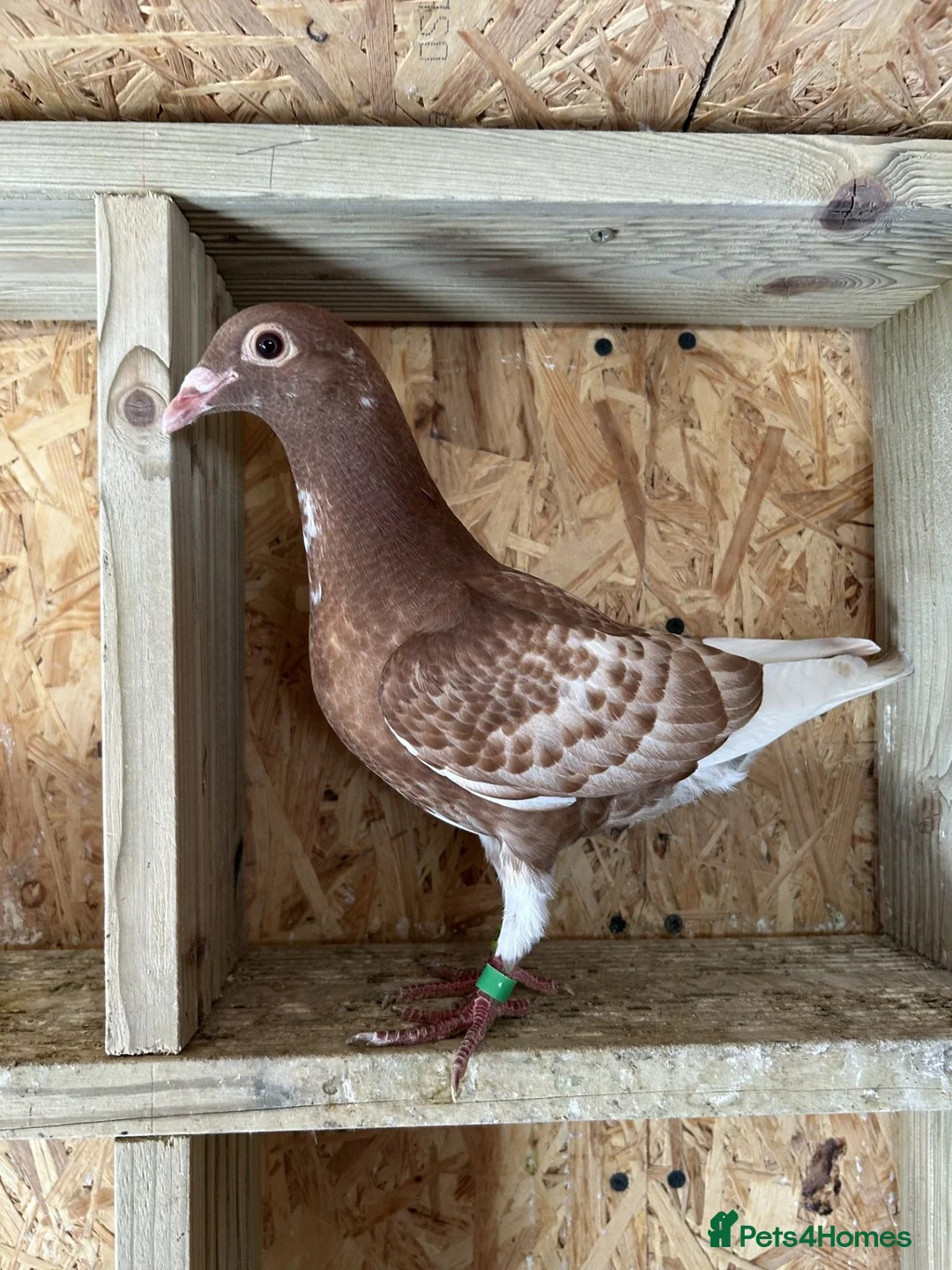 Pigeons birds for sale: 8 Chocolate Meuleman's - Advert 1