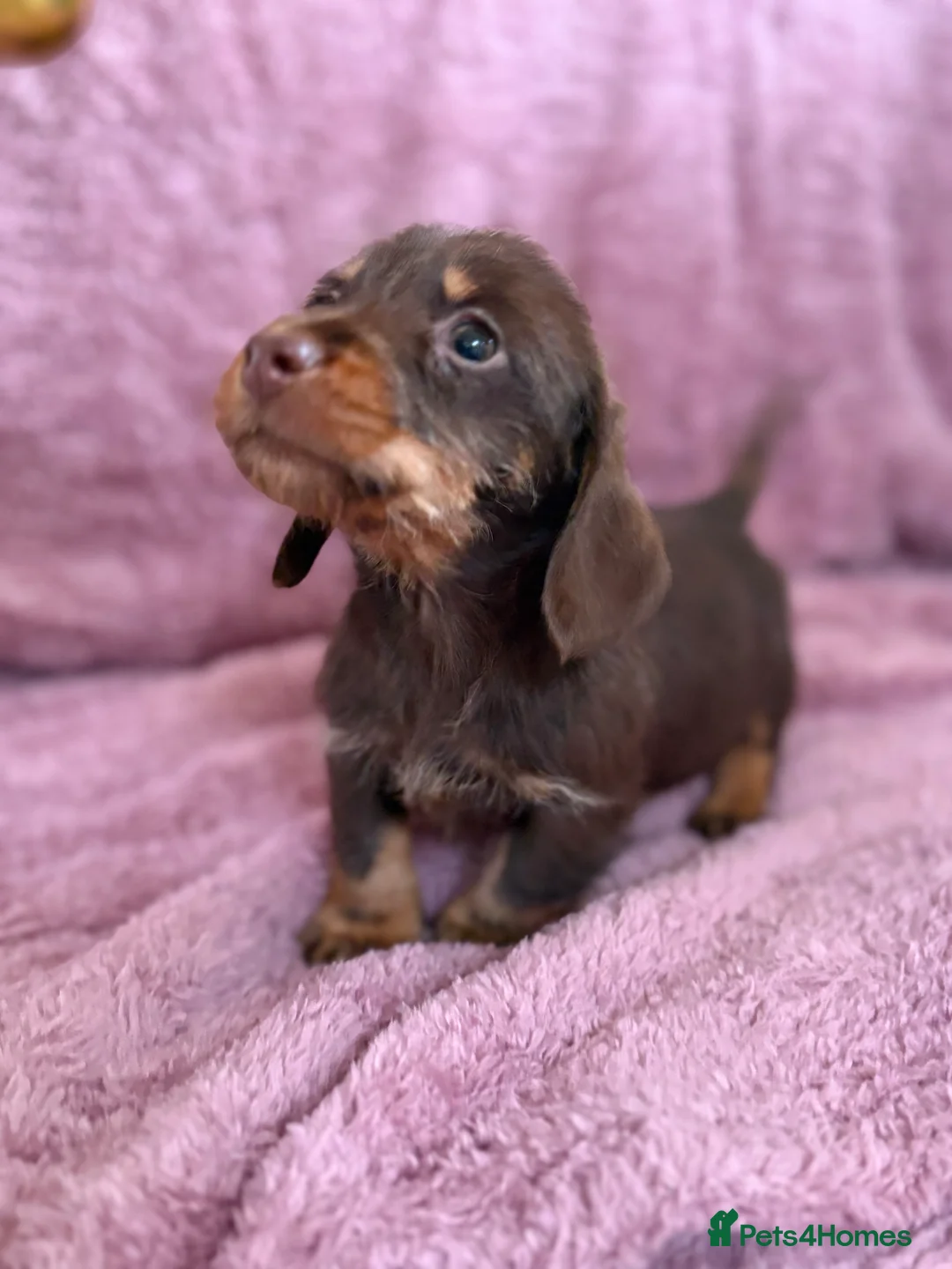 Dachshund dogs for sale: 1 available Kc miniature wire hair dachshunds  - Advert 9