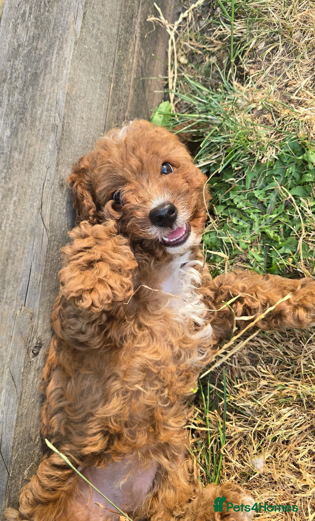 Cavapoo dogs for sale: Adorable litter of Cavapoos *READY NOW* - Advert 14