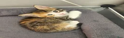 Mixed Breed cats for sale: Three tabby kittens  - Advert 4