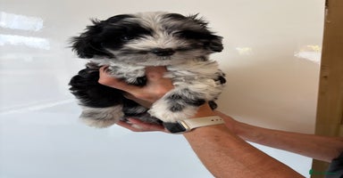 Maltipoo dogs - Advert 1