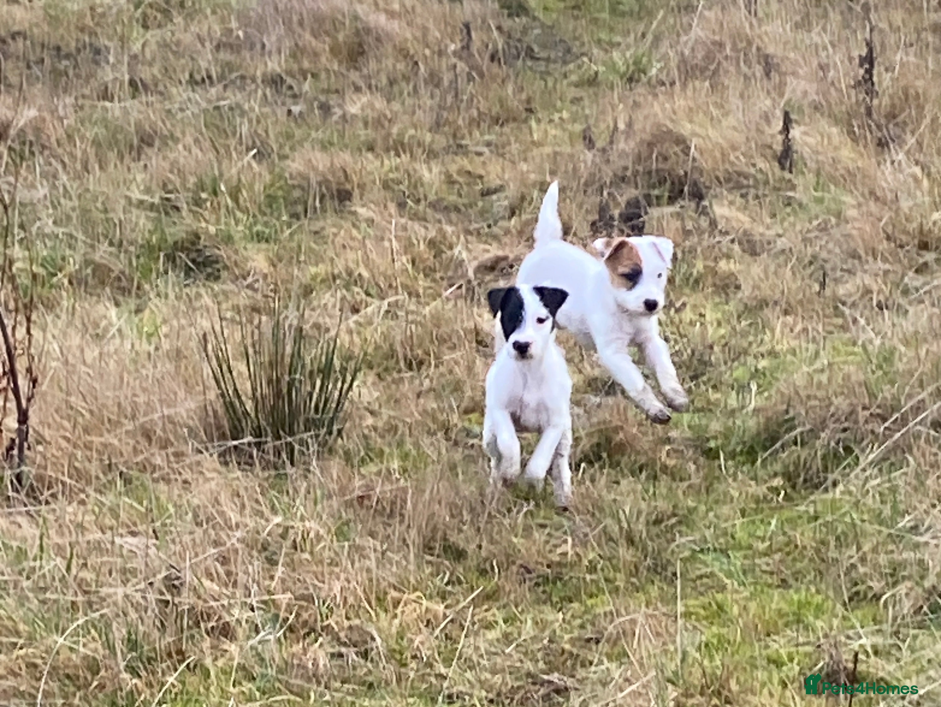 Parson Russell dogs Kc Reg Champion bred Parson puppy  - Advert 4