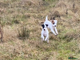 Parson Russell dogs Kc Reg Champion bred Parson puppy - Advert 2