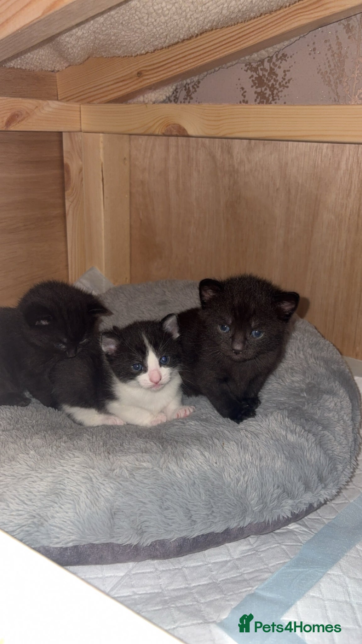 Mixed Breed cats 4 Beautiful tuxedo kittens  - Advert 16