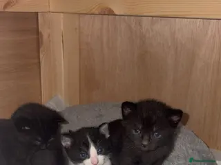 Mixed Breed cats 4 Beautiful tuxedo kittens - Advert 16