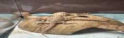 Bearded Dragon reptiles for sale: 20 red monster x lemon bearded dragons  in Boston - Advert 3