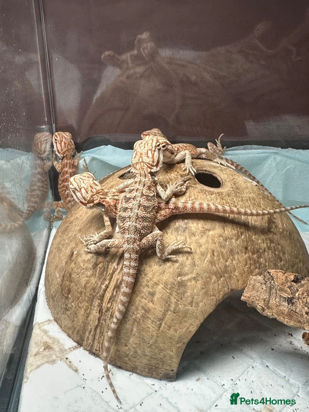 Bearded Dragon reptiles for sale: 20 red monster x lemon bearded dragons  in Boston - Advert 3