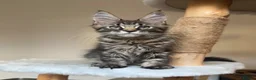Maine Coon cats for sale: 1 ACTIVE TICA Registered Mainecoon kittens  - Advert 1