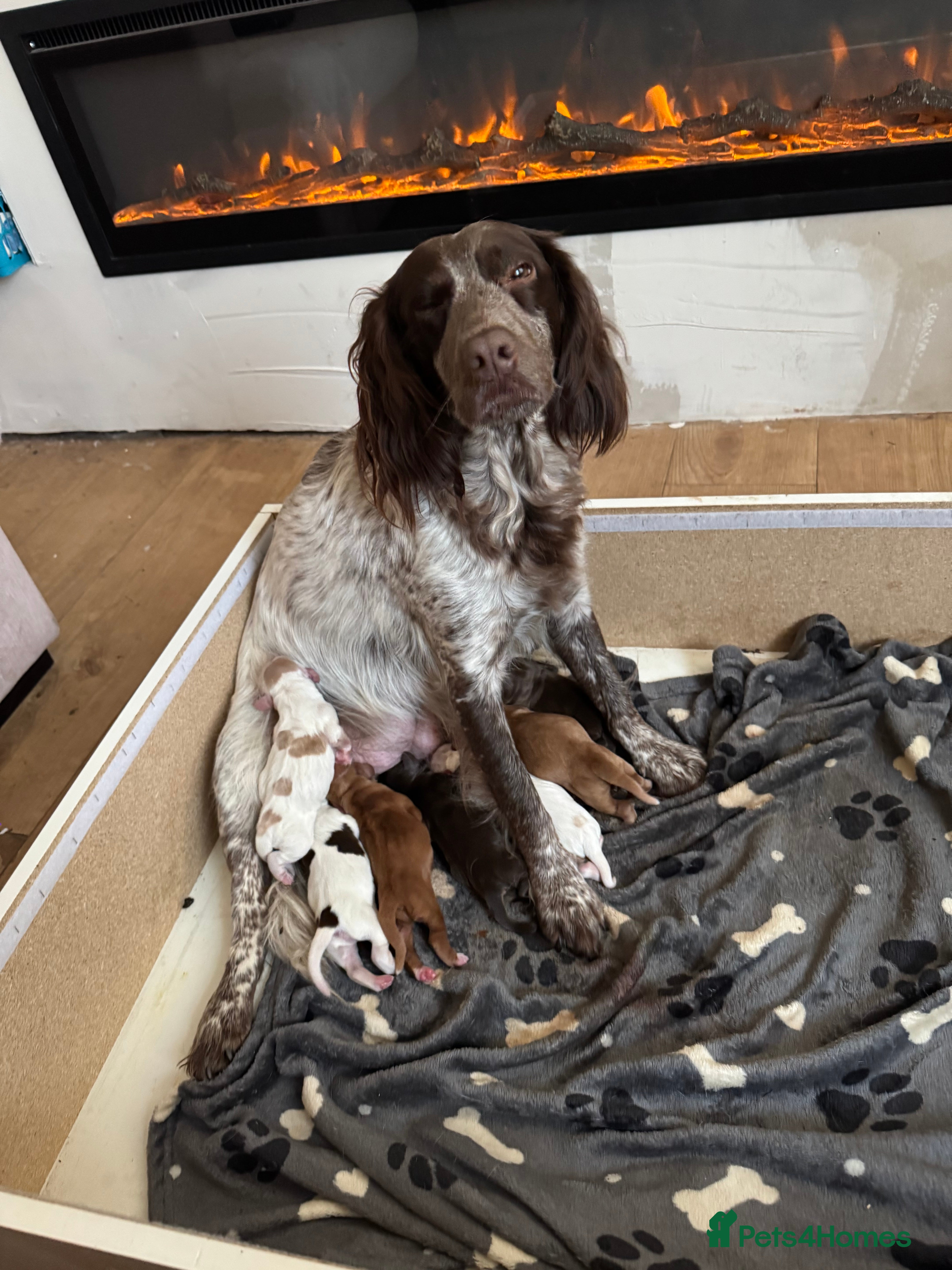 Cocker Spaniel dogs 🔥 Cocker spaniel last two reduced 🔥 - Advert 6