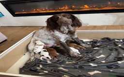 Cocker Spaniel dogs for sale: Cocker spaniel Puppies  - Image 3
