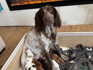 Cocker Spaniel dogs - Advert 6