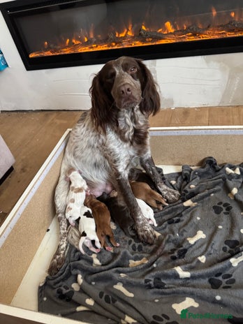 Cocker Spaniel dogs - Advert 11