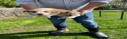 Bearded Collie dogs for sale: Beautiful bouncing Beardies  in Aberystwyth - Advert 4
