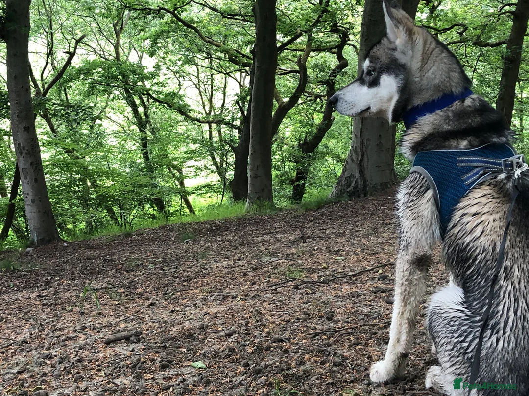 Siberian Husky dogs for stud:  Loki in Heywood - Advert 9