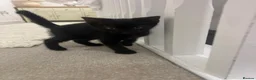 Mixed Breed cats for sale: Black kittens - Advert 2