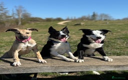 Border Collie dogs for stud: Border Collie for stud - Image 2