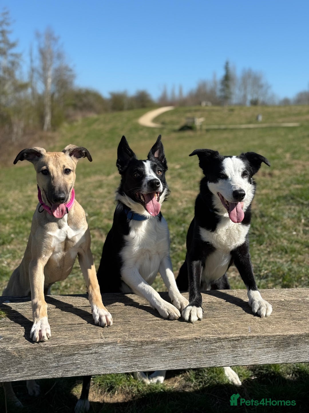 Border Collie dogs for stud: Border Collie for stud - Image 2