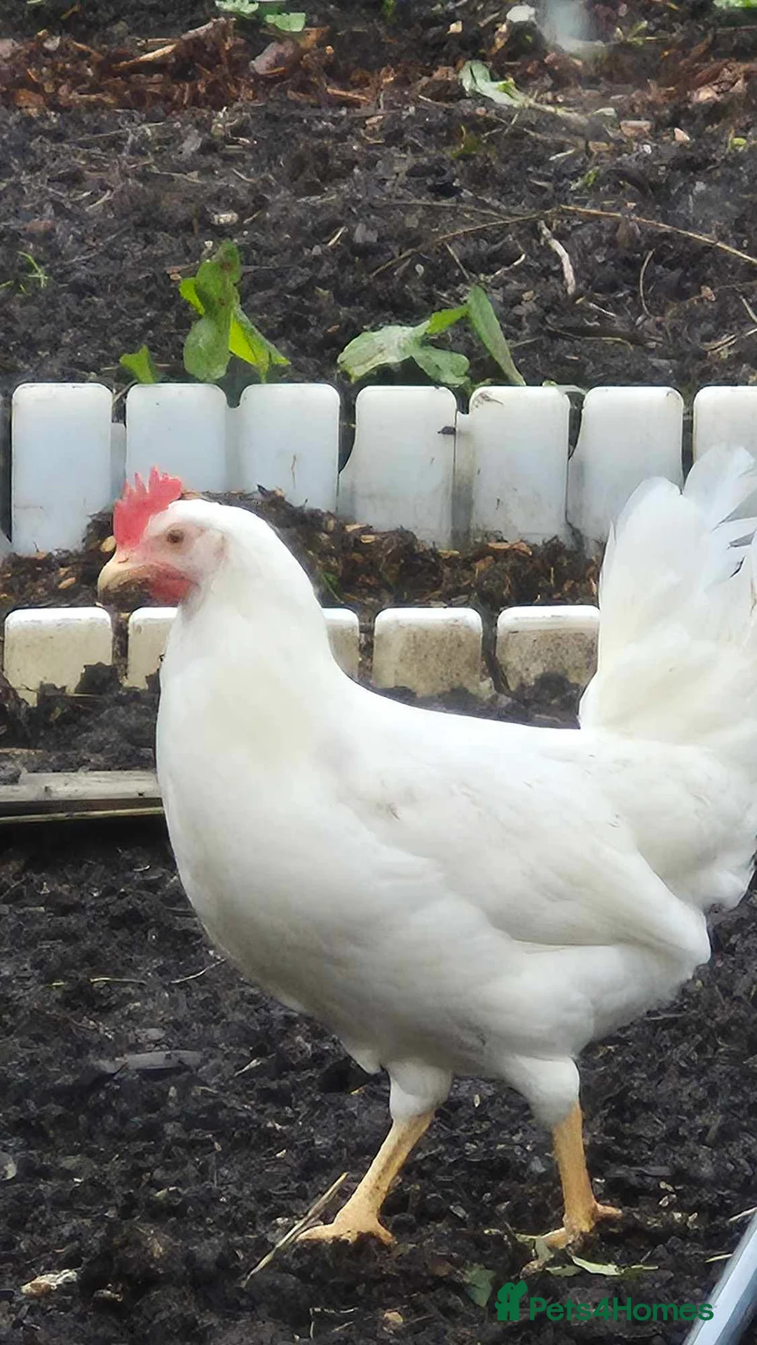 Chickens poultry for sale: Point of lay white stars  - Advert 3