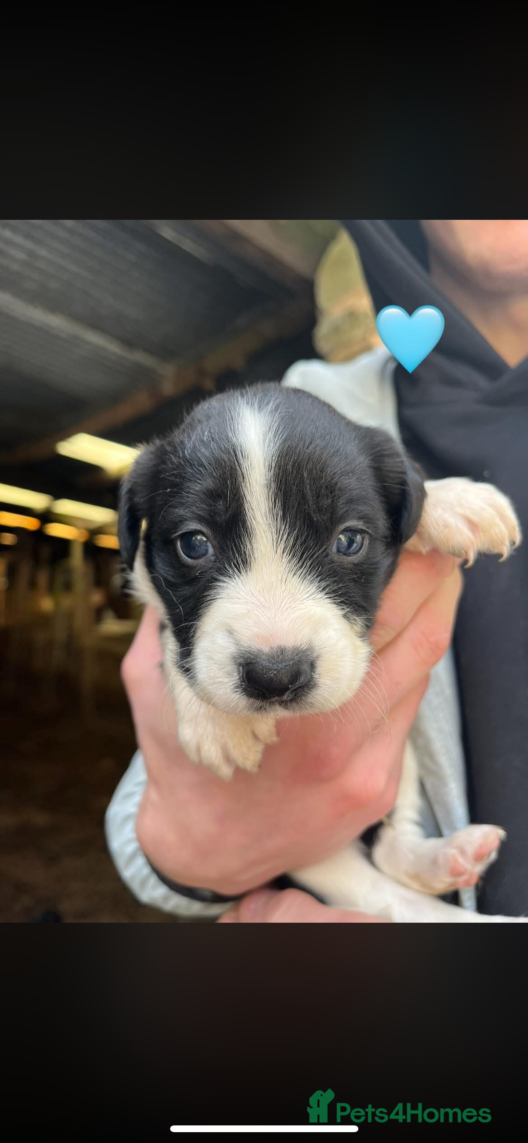 Sprollie dogs for sale: Sprollie puppies  - Advert 5