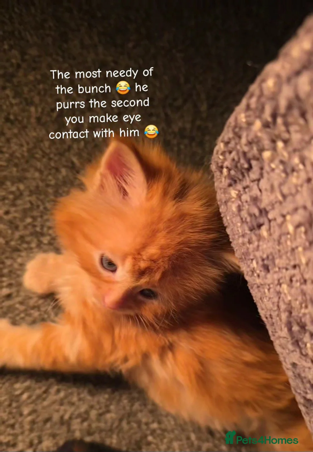 Mixed Breed cats for sale: Ragcoon mix kittens - Advert 13