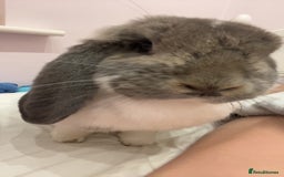 French Lop rabbits for sale: Giant French lop - Image 8