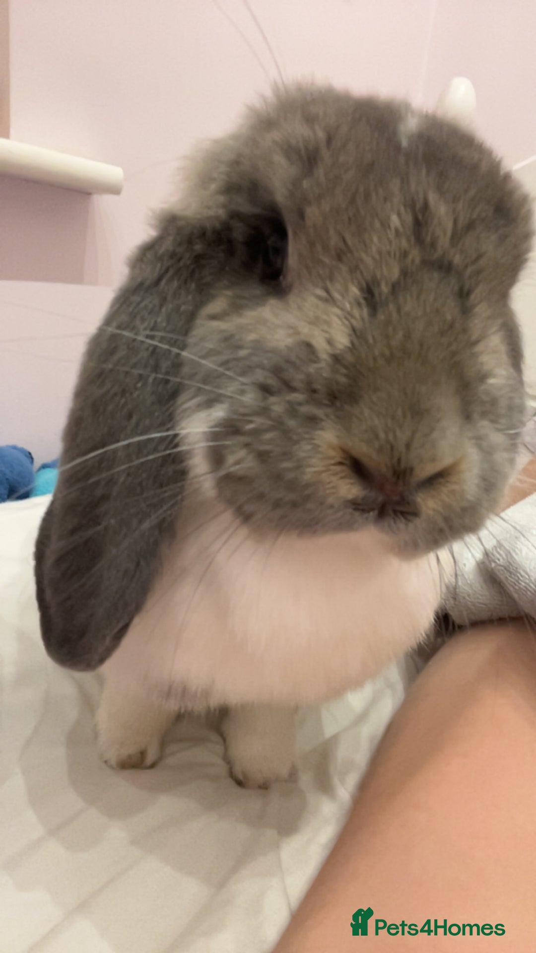French Lop rabbits for sale: Giant French lop - Image 8