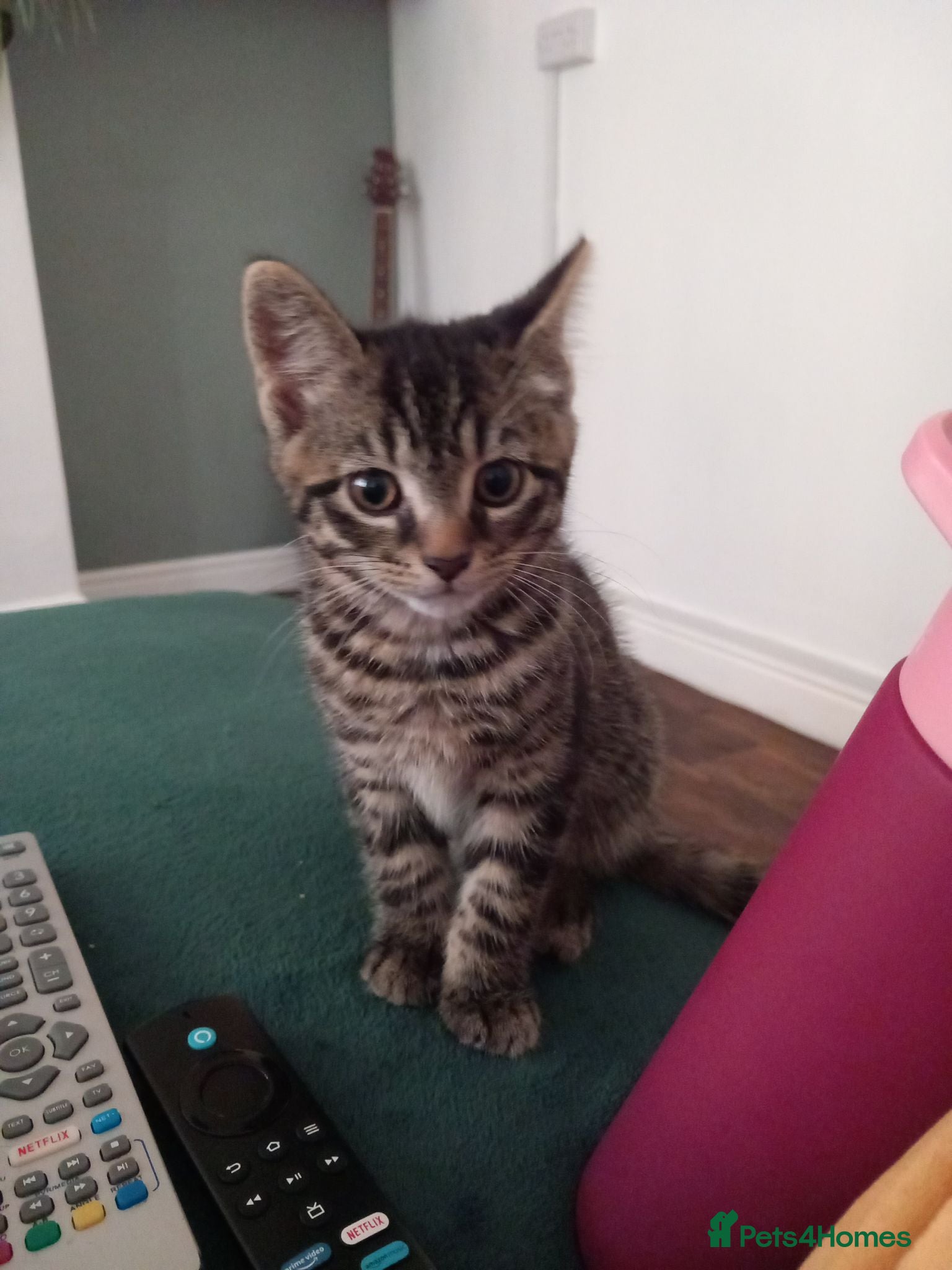Mixed Breed cats Beautiful Mainecoon x kitten - Advert 9