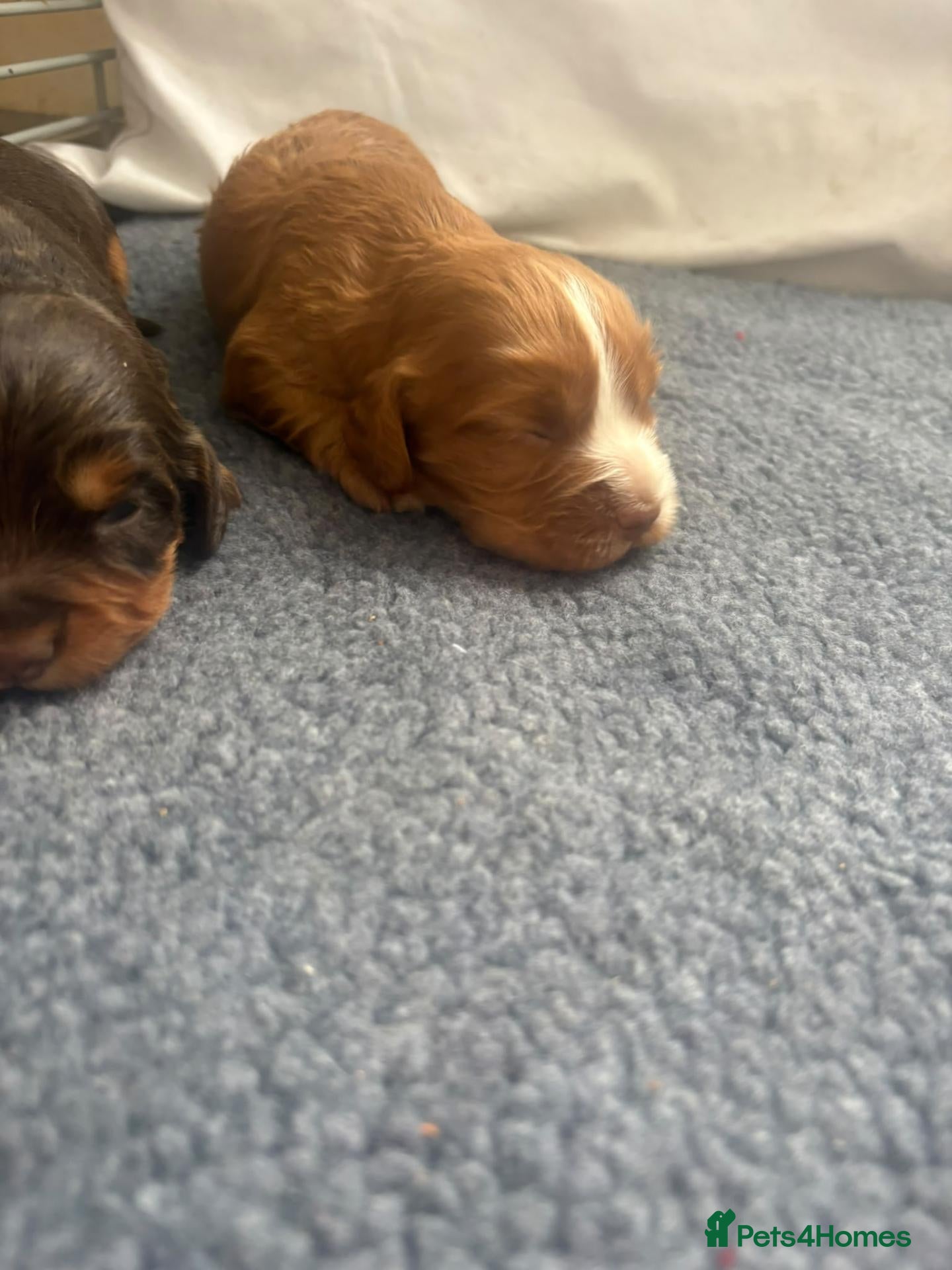Cocker Spaniel dogs KC Working cocker spaniels  - Advert 2