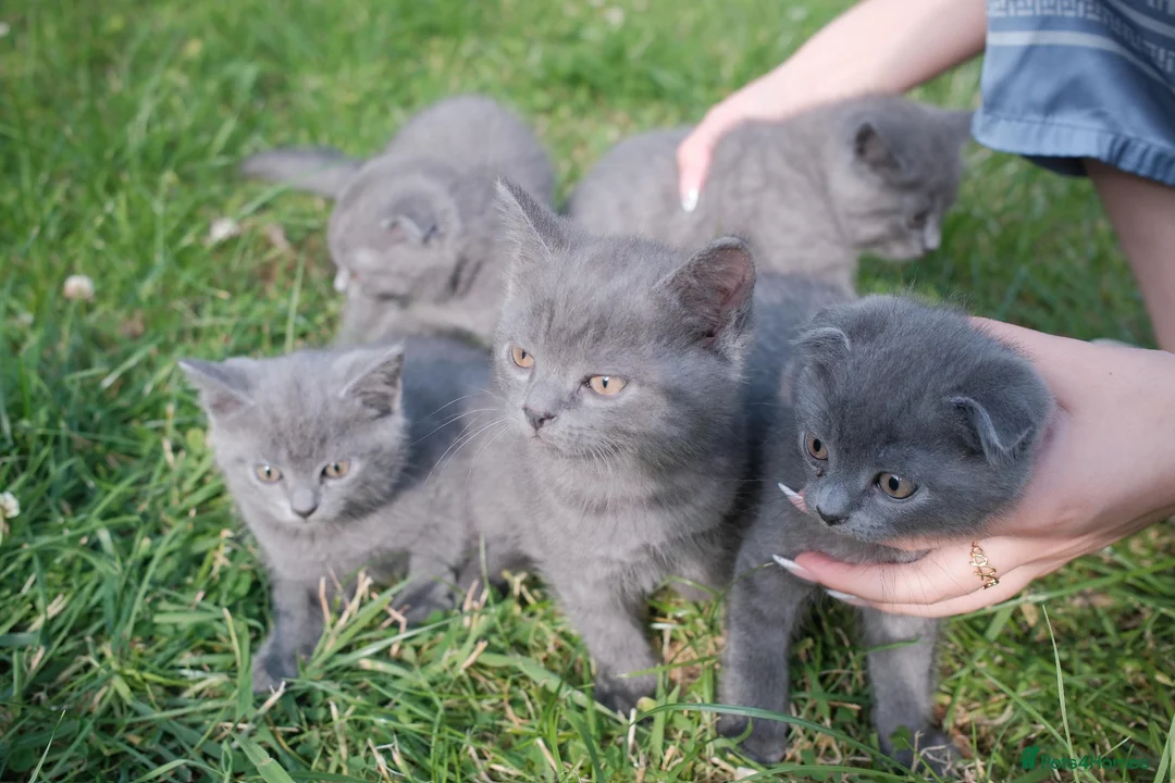 British Shorthair cats for sale: Beautiful British Shorthair BOYS  - Advert 7