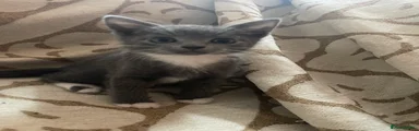 Domestic Shorthair Kitten 1