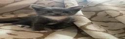 Domestic Shorthair cats for sale: Kittens For Sale  - Advert 5