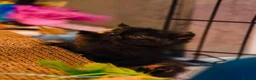 Persian cats for sale: Exotic Persian kittens  - Advert 25