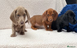 Miniature Dachshund dogs for sale: READY NOW  MINI DAXIS RAINBOW COLOURS PRA KC REG - Image 4