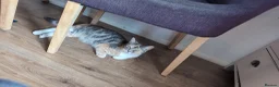 Mixed Breed cats for sale: Long haired female cat in Coalville - Advert 6