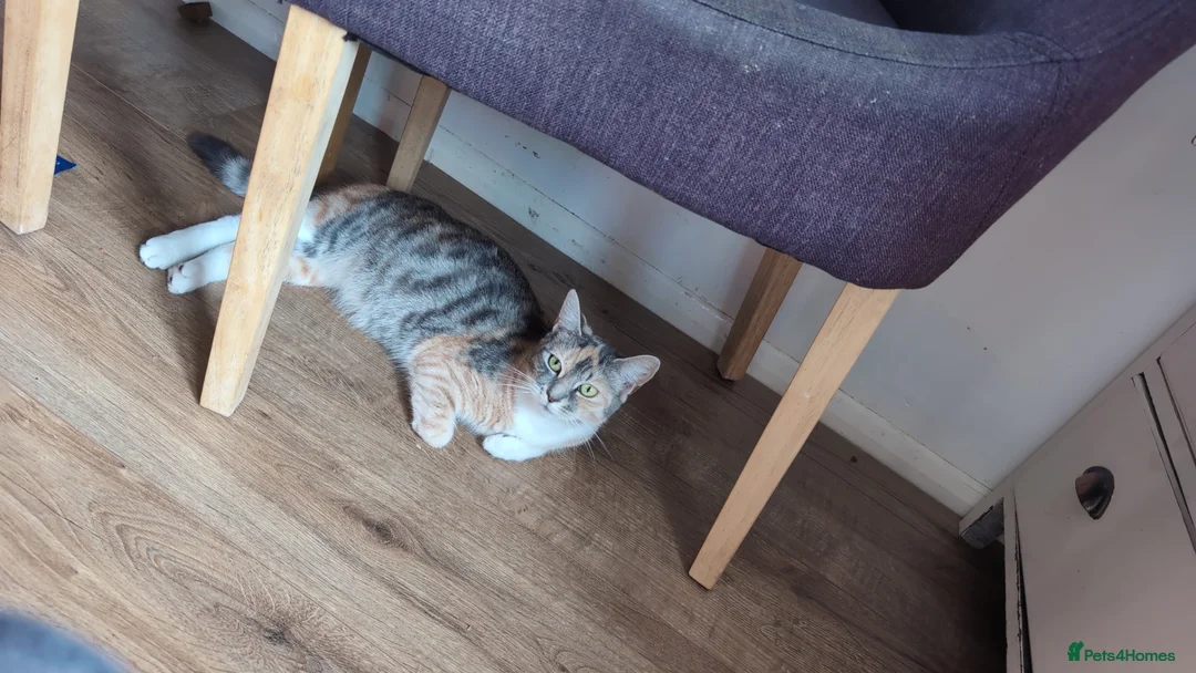 Mixed Breed cats for sale: Long haired female cat in Coalville - Advert 6