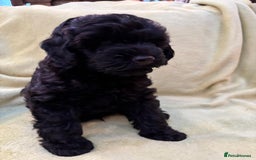 Yorkiepoo dogs for sale: Yorkiepoo pups - Image 2