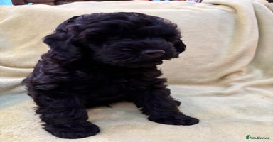 Yorkiepoo dogs - Advert 8