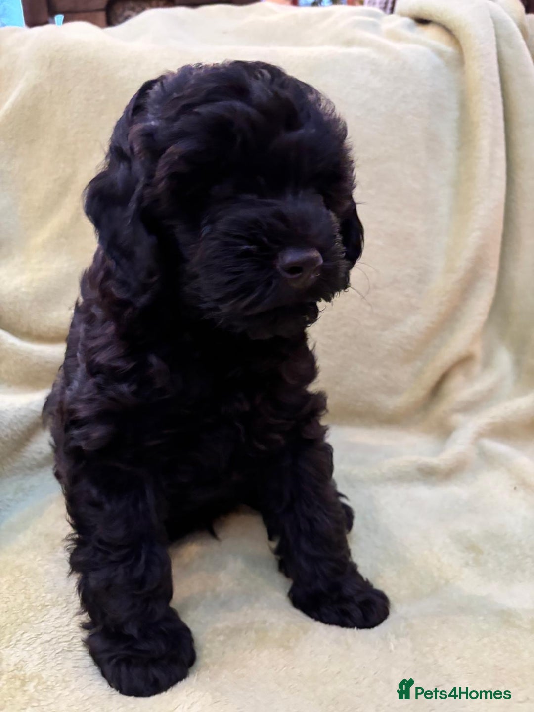 Yorkiepoo dogs for sale: Yorkiepoo pups - Image 2