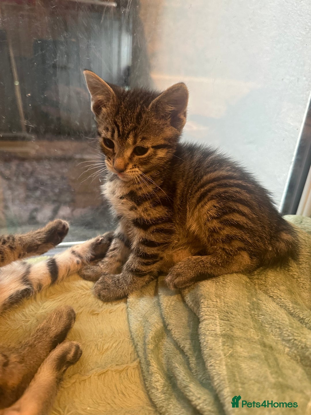 Mixed Breed cats for sale: British short haired Cross - Advert 6