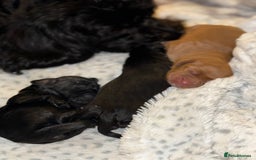 Cockapoo dogs for sale: Cockapoo F1B puppies  - Image 5