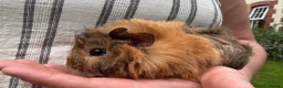 Guinea Pig rodents for sale: Make Guinea pigs  - Advert 8