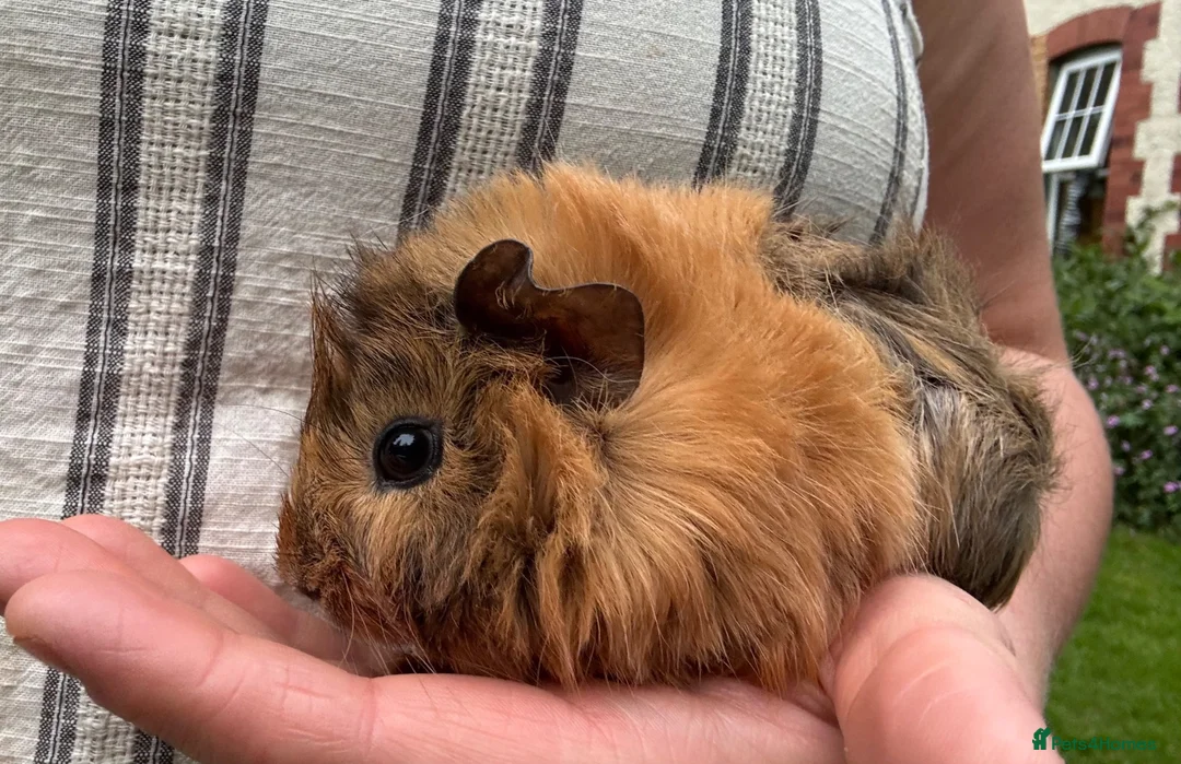 Guinea Pig rodents for sale: Make Guinea pigs  - Advert 8
